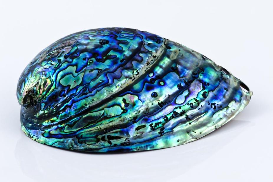 Shell Polished Abalone