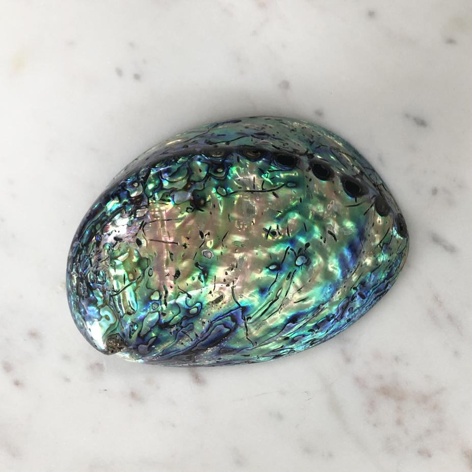 Shell Polished Abalone