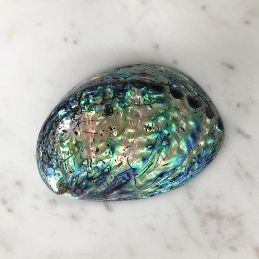 Shell Polished Abalone